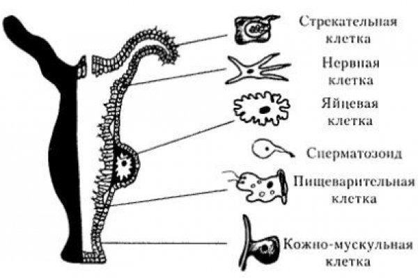 Где найти рабочую ссылку кракен