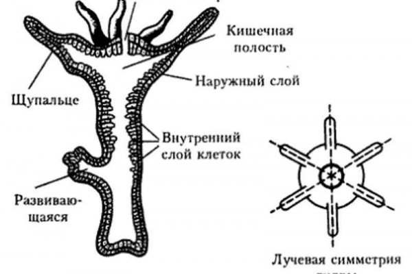 Как зайти на кракен через браузер